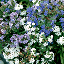 Анхуза Росинка (капская карликовая)