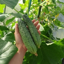 Огурец Аншлаг F1