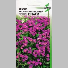 Арабис Спринг Шарм реснитчатолистный