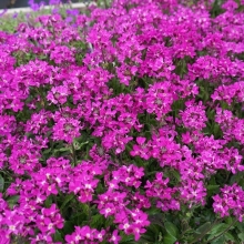 Арабис Спринг Шарм реснитчатолистный