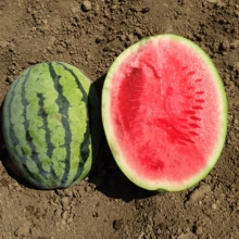 Арбуз Бедуин