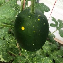 Арбуз Оранжевый король