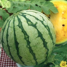 Арбуз Принц Чарльз F1