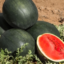 Арбуз Принц Датский F1