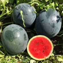 Арбуз Рубин