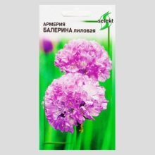 Армерия Балерина лиловая