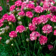 Армерия Великолепная Роза широколистная  (W.Legutko) (большой пакет)