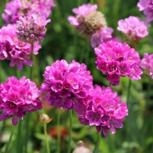 Армерия Луизианская (приморская)