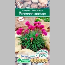 Армерия Утренняя Звезда (приморская)