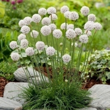 Армерия Снежная армада (приморская)