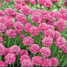 Армерия Валерия (приморская)