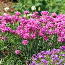 Армерия Великолепная