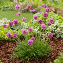 Армерия Утренняя Звезда (приморская)