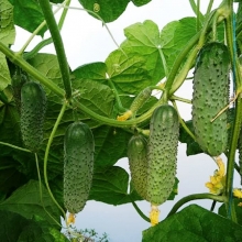 Огурец Артист F1 (Лидеры мировой селекции)