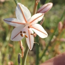 Асфоделюс Дудчатый (большой пакет)