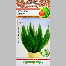 Аспарагус Мейера (Зеленый дом)