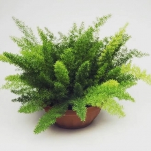 Аспарагус Мейера (Зеленый дом)