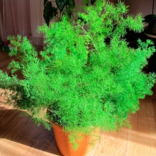 Аспарагус Шпренгера густоцветковый (большой пакет)