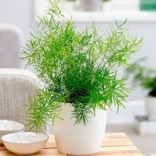 Аспарагус Шпренгера