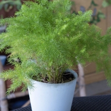 Аспарагус Шпренгера