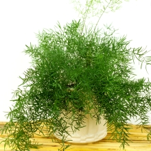 Аспарагус Шпренгера густоцветковый