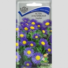 Астра Голубая (альпийская)