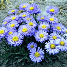 Астра Голиаф (альпийская)