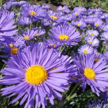 Астра Аметист (альпийская)