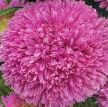 Астра Баллон Розовый