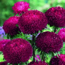 Астра Баллон Рубиново-красный