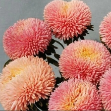 Астра Баллон Шамоа