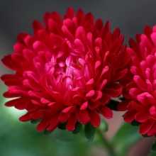 Астра Башня Красная