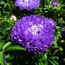 Астра Башня Синяя