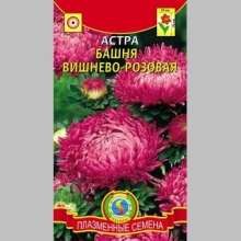 Астра Башня Вишнево-розовая