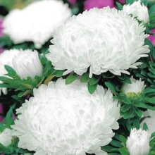 Астра Башня Белая