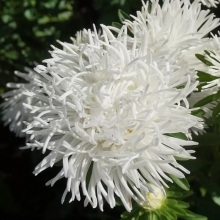 Астра Белое безмолвие