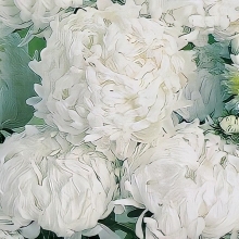 Астра Букетная Белая