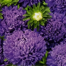 Астра Букетная Темно-голубая