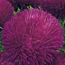 Астра Джувел Аметист