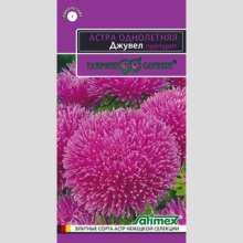 Астра Джувел Пурпурит