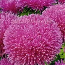 Астра Джувел Пурпурит