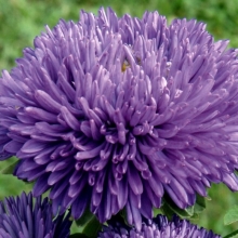 Астра Гала Блу