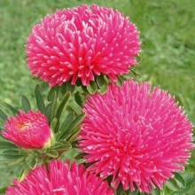 Астра Гала Кармин Роуз