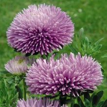 Астра Гала Лавендер