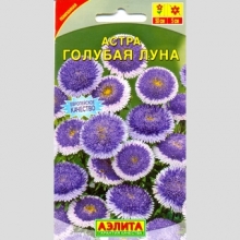 Астра Голубая луна