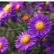 Астра Голубая (альпийская)