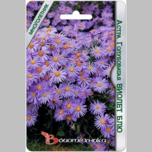 Астра Виолет Блю Голубоватая (альпийская)