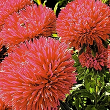 Астра Гремлин Красная