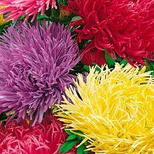 Астра Гремлин смесь