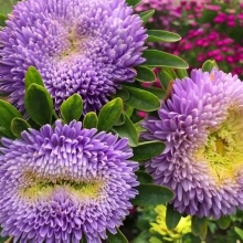 Астра Хризантелла Лунный Камень